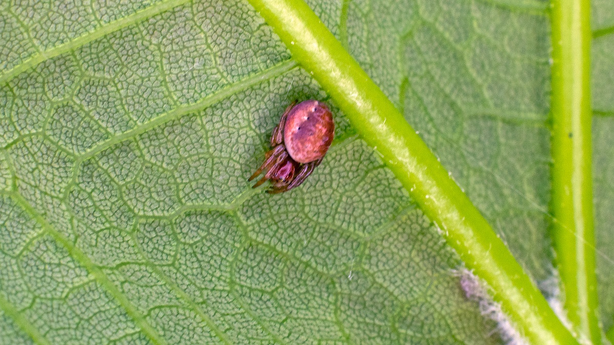 orb-weaver spider [Araniella sp.]
