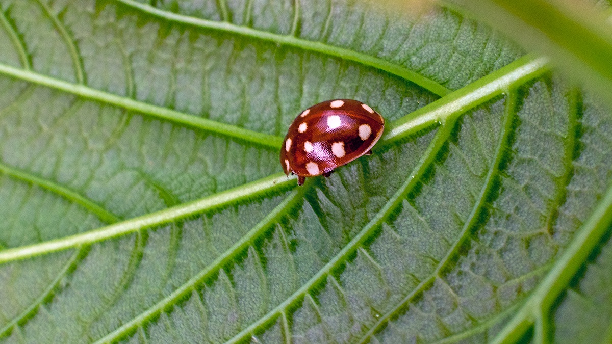 Cream-spot Ladybird [Calvia quatuordecimguttata]