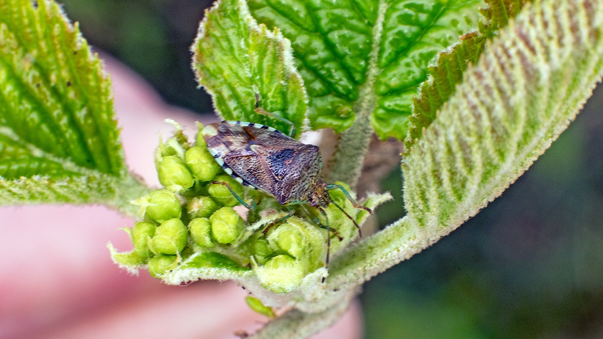 Parent Bug [Elasmucha grisea]