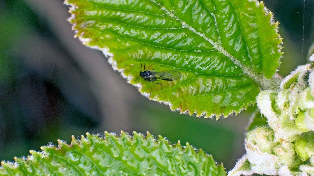 aphid [unidentified]