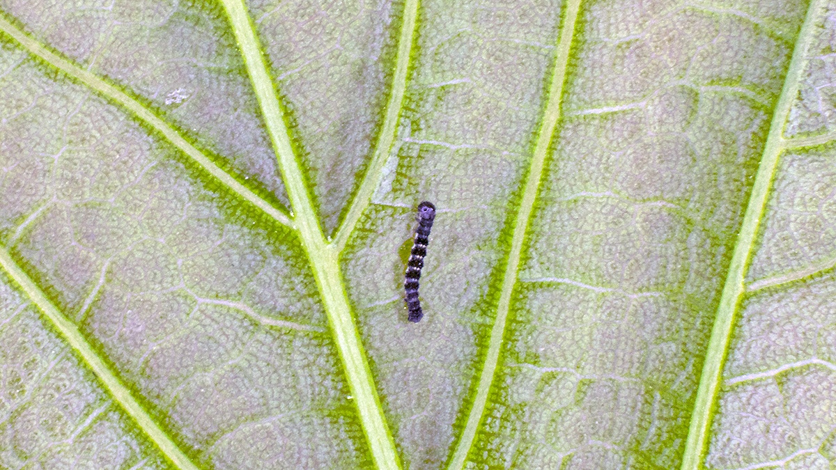 larva [unidentified]