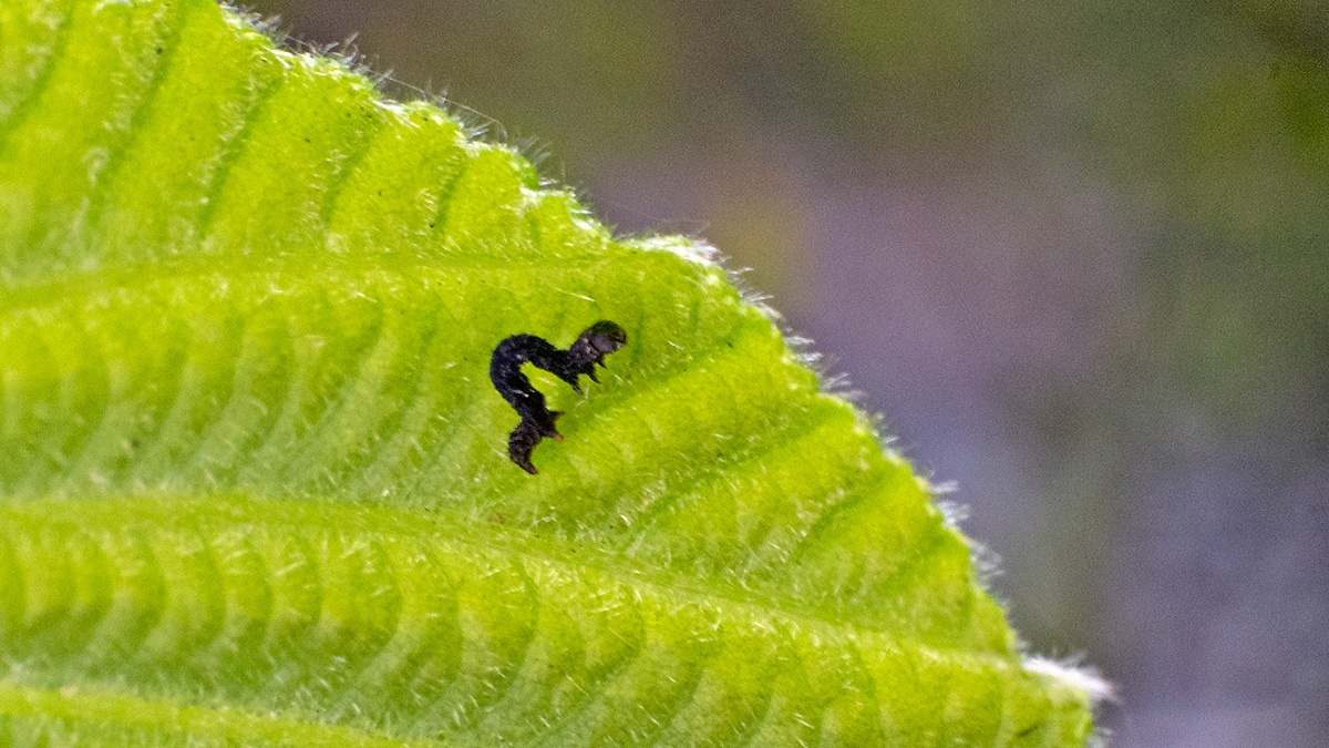 Geometer moth caterpillar [unidentified]