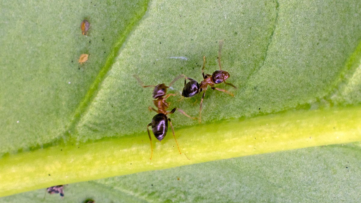 ant [Lasius sp.]