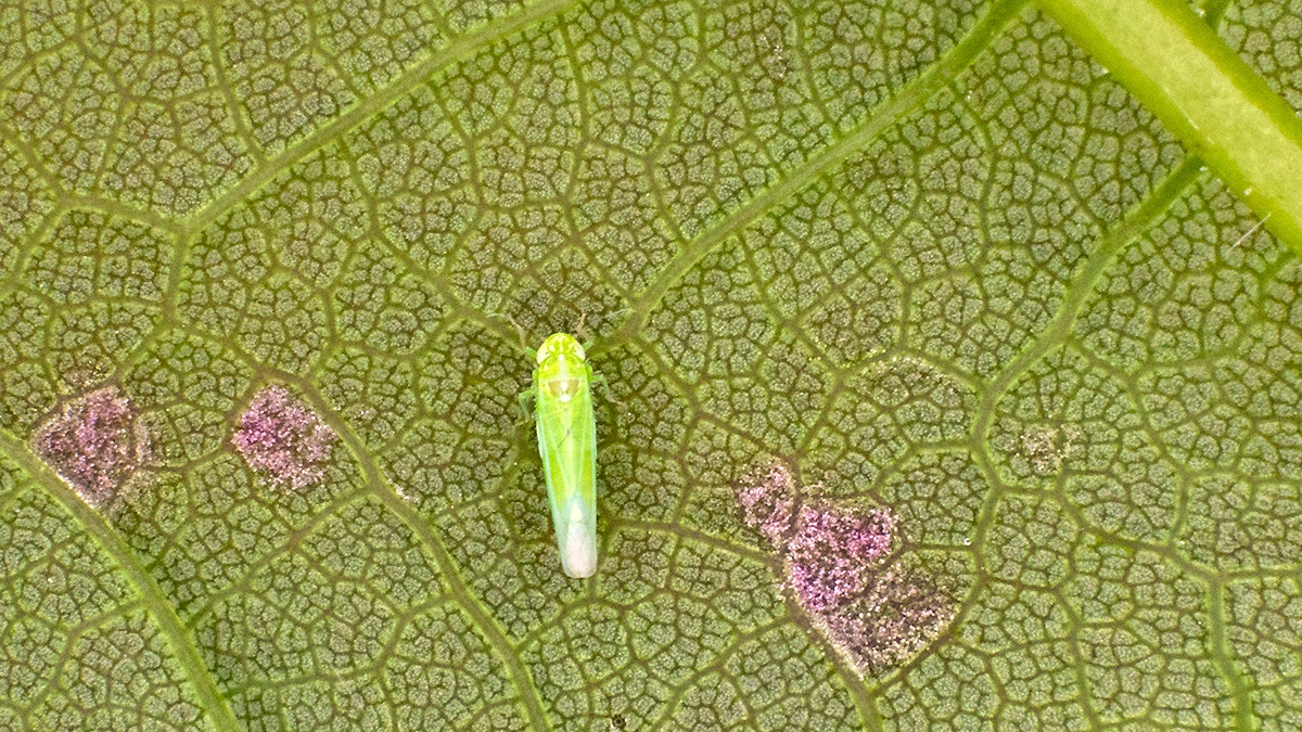 Smaller Green Leafhopper [Empoasca vitis]