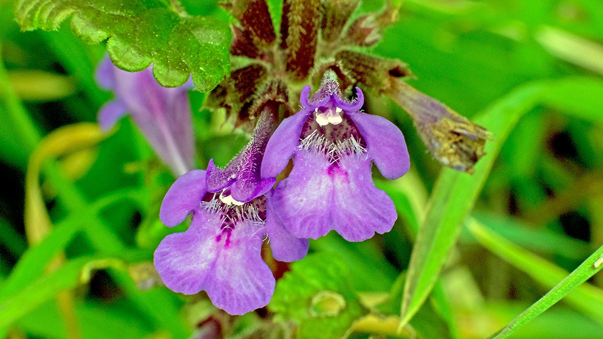 Ground Ivy [Glechoma hederacea]