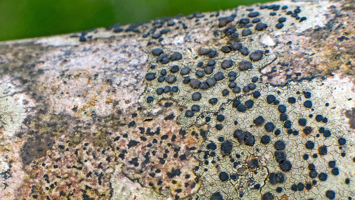 Lecidella lichen [Lecidella elaeochroma]