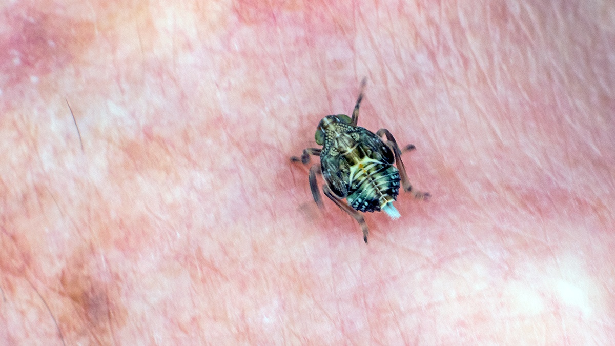 Ivy Planthopper [Issus coleoptratus]