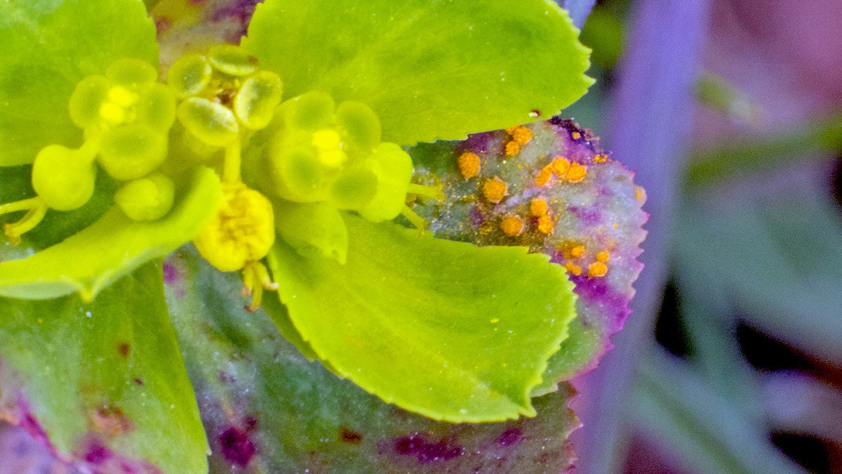 Spurge Rust [Melampsora helioscopiae]