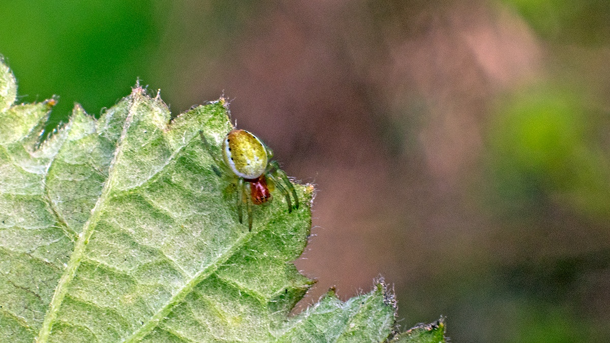 Cucumber Green Spider [Araniella cucurbitina sensu lato]