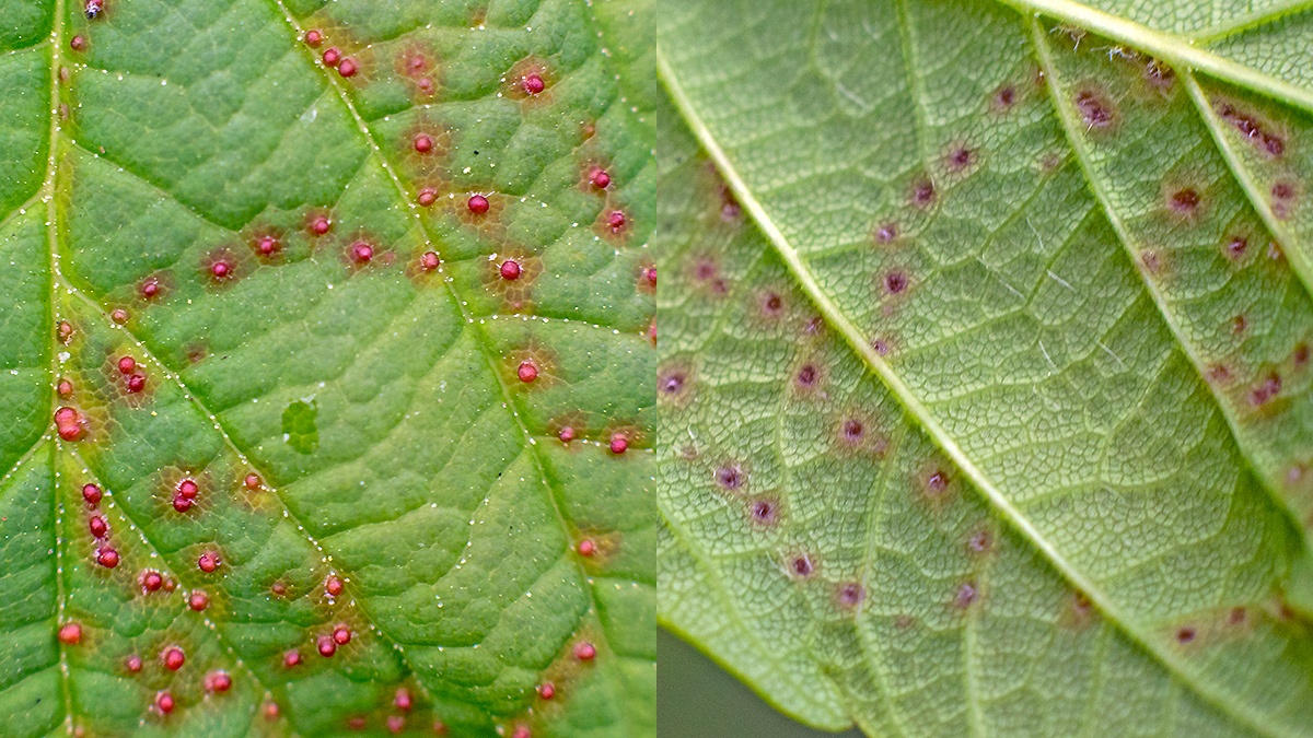 Sycamore Gall Mite [Aceria cephalonea agg.]