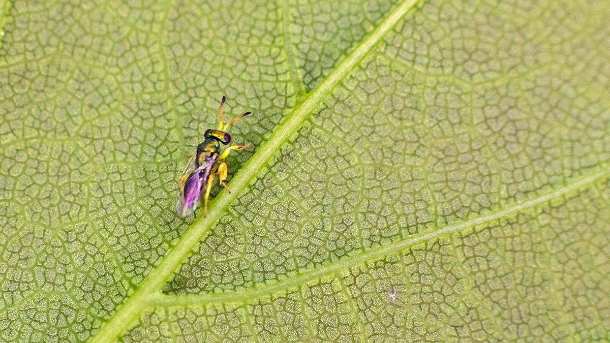 chalcidoid wasp [Mesopolobus tibialis ?]