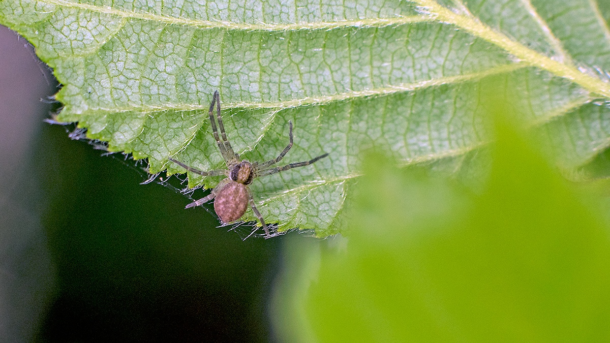 running crab spider [Philodromus dispar ?]