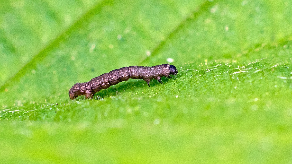 Geometer moth [unidentified]