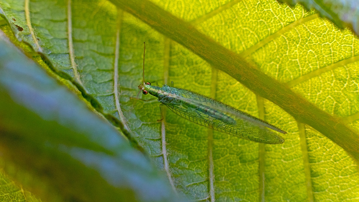 Common Green Lacewing [Chrysoperla carnea]