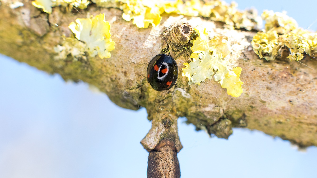 Pine Ladybird [Exochomus quadripustulatus]
