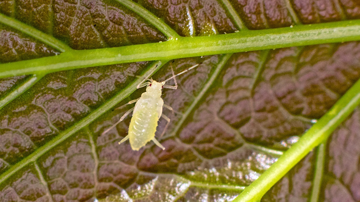 Common Sycamore Aphid [Drepanosiphum platanoidis]