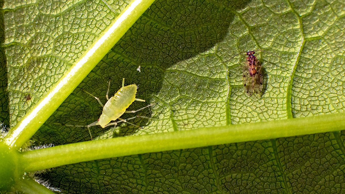 Common Sycamore Aphid [Drepanosiphum platanoidis]