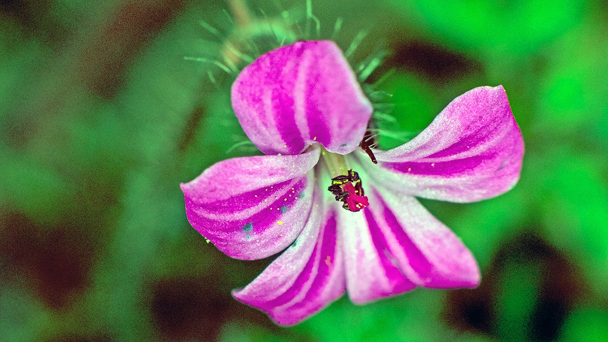 Herb Robert [Geranium robertianum]
