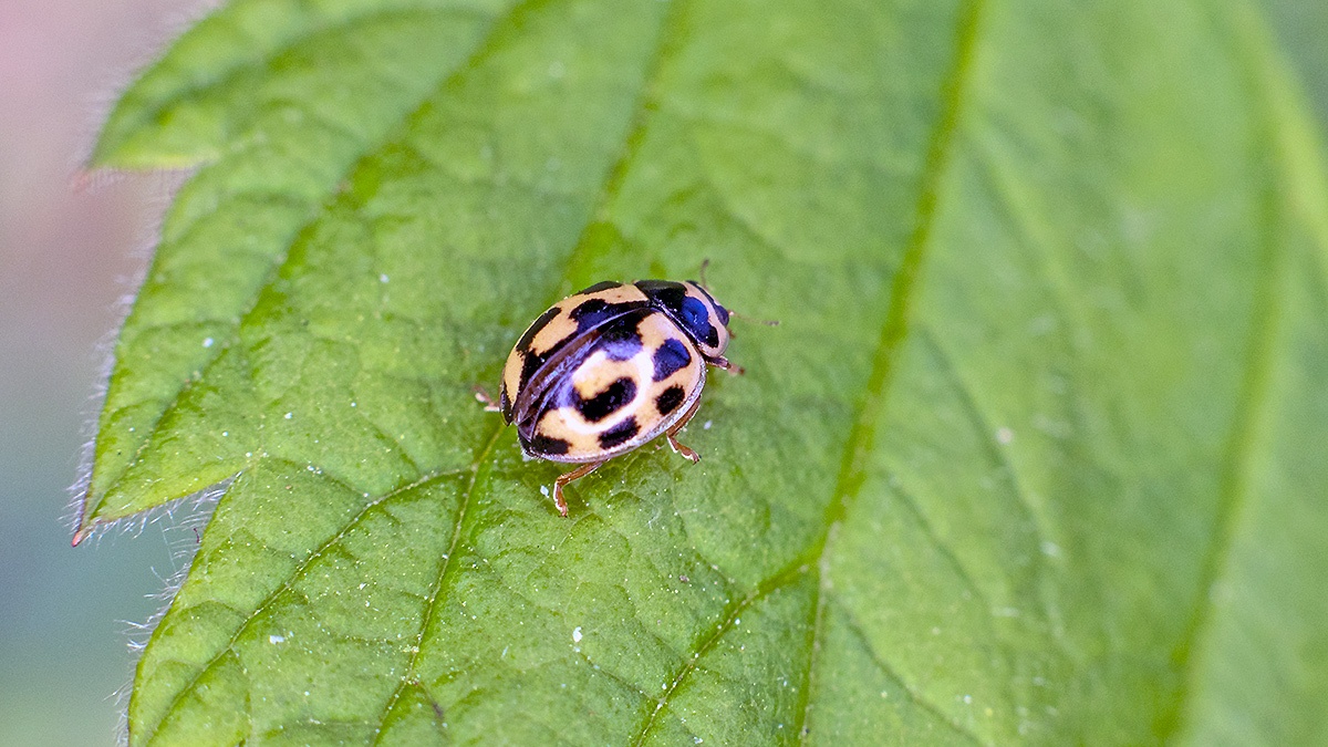 14-spotted Ladybird [Propylea quatuordecimpunctata]