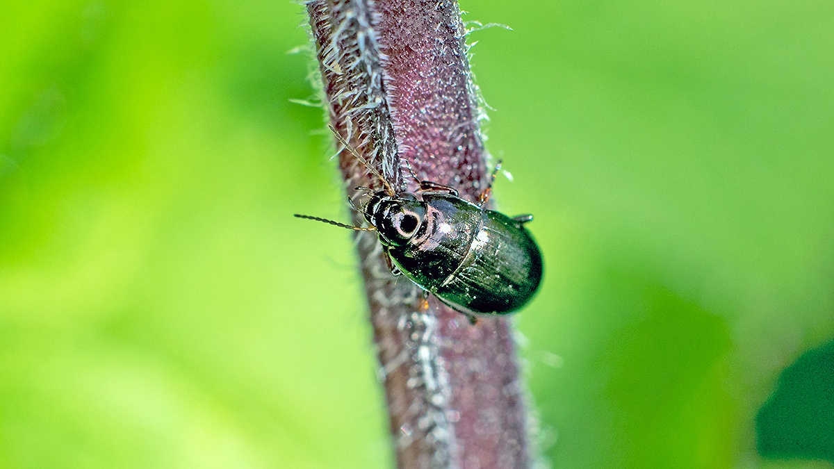 Common Sun Beetle [Amara aenea]