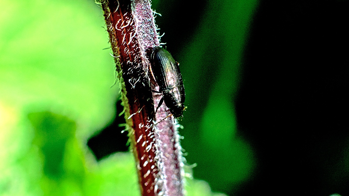 Common Sun Beetle [Amara aenea]