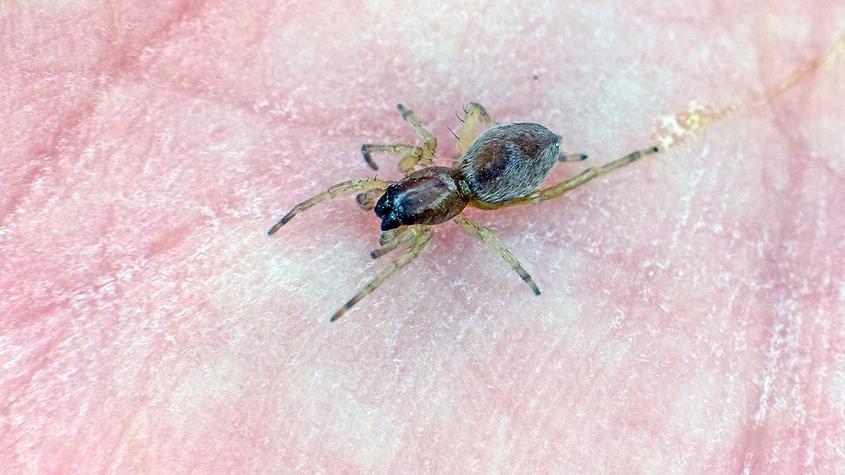 sac spider [Clubiona brevipes ?]