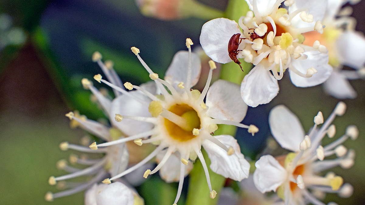 Raspberry Beetle [Byturus tomentosus ?]