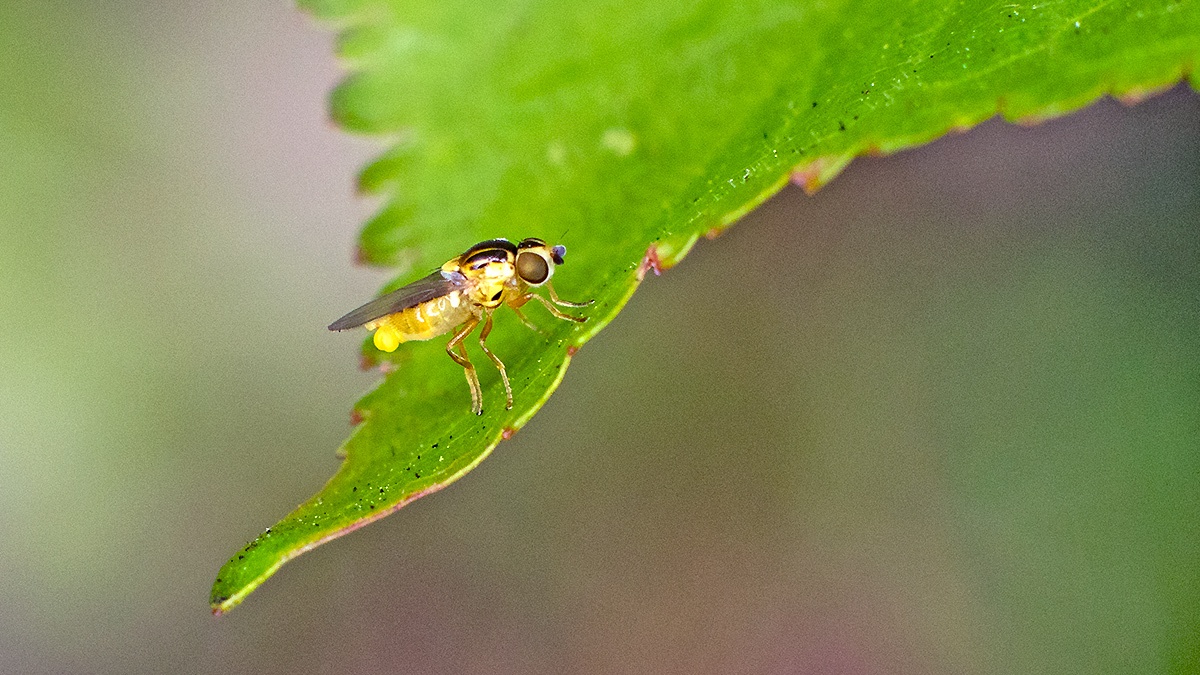 Yellow Swarming Fly [Thaumatomyia notata]