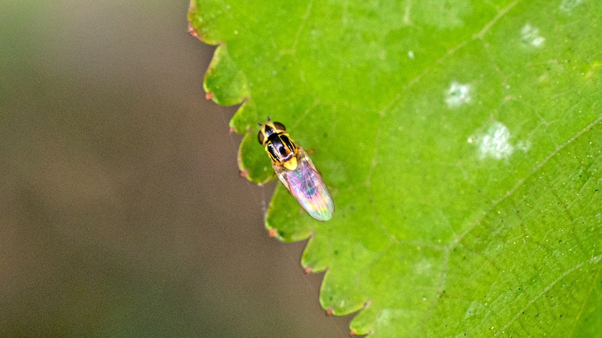 Yellow Swarming Fly [Thaumatomyia notata]
