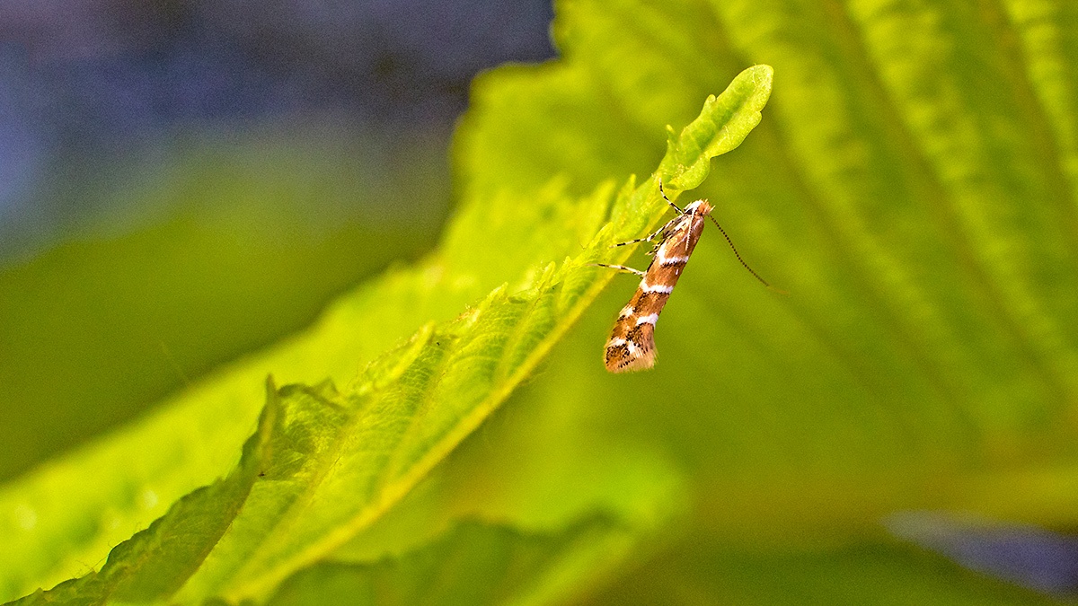 Horse-chestnut Leaf Miner [Cameraria ohridella]