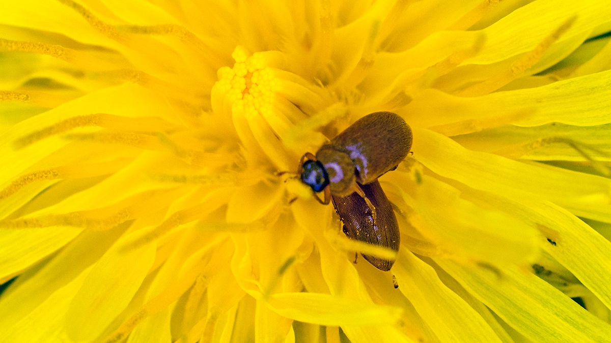 Yellow-brown Raspberry Beetle [Byturus ochraceus]