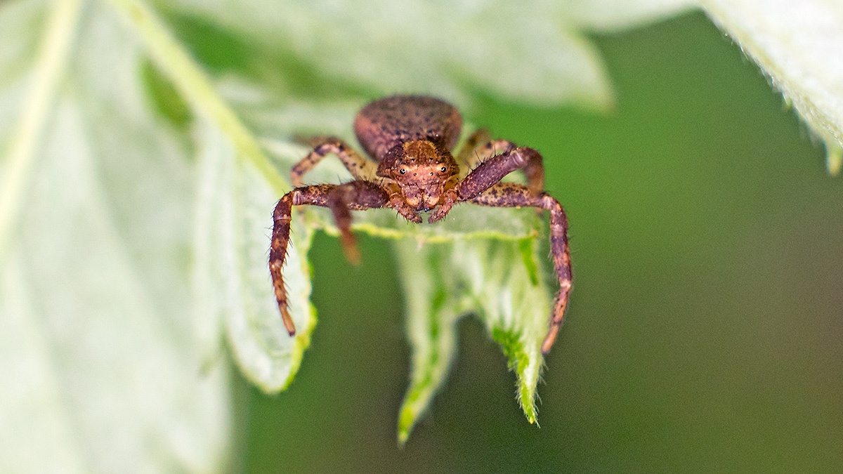 Red Crab Spider [Xysticus lanio ?]