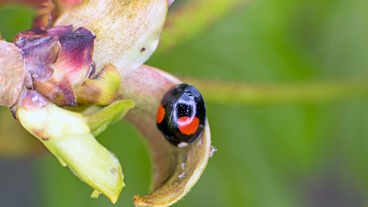 Harlequin Ladybird [Harmonia axyridis]