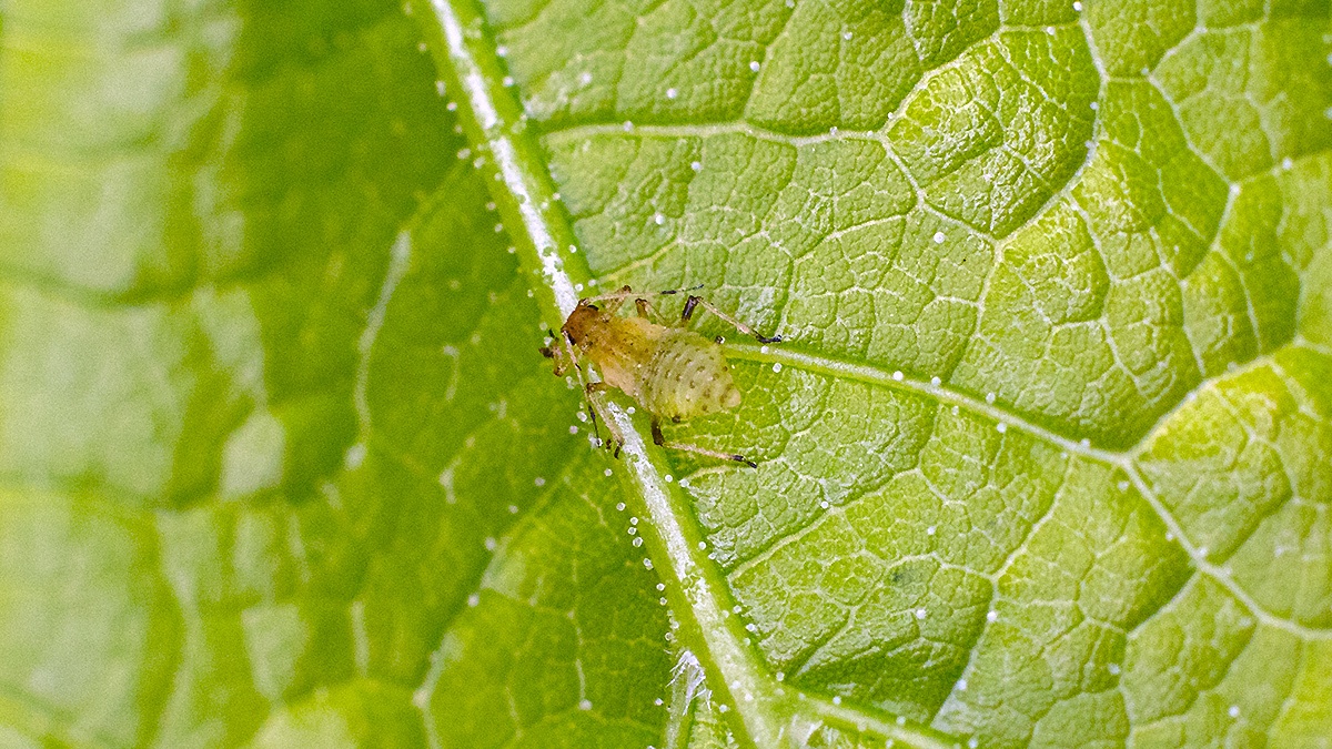 Common Periphyllus Aphid [Periphyllus testudinaceus]