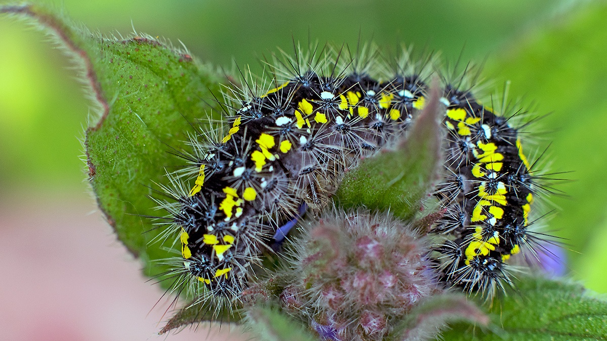 Scarlet Tiger Moth [Callimorpha dominula]