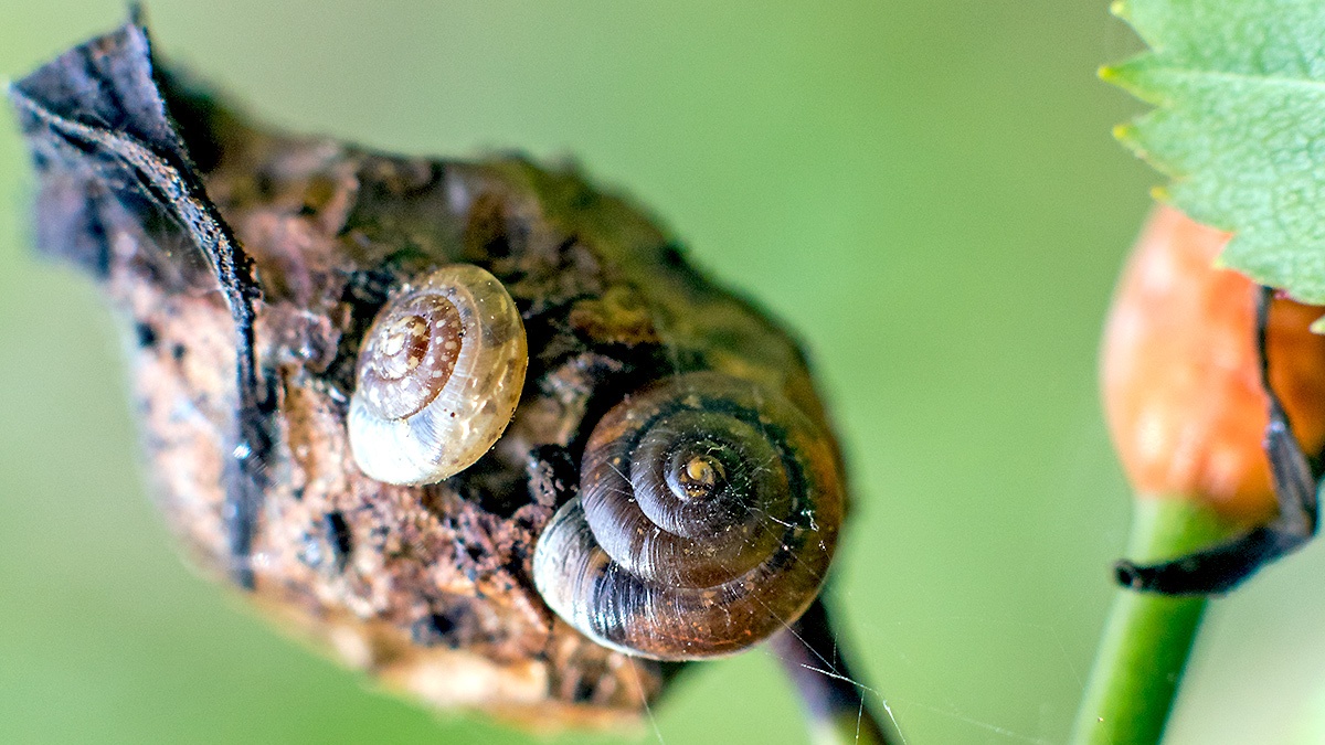 Smooth Glass Snail [Aegopinella nitidula ?]