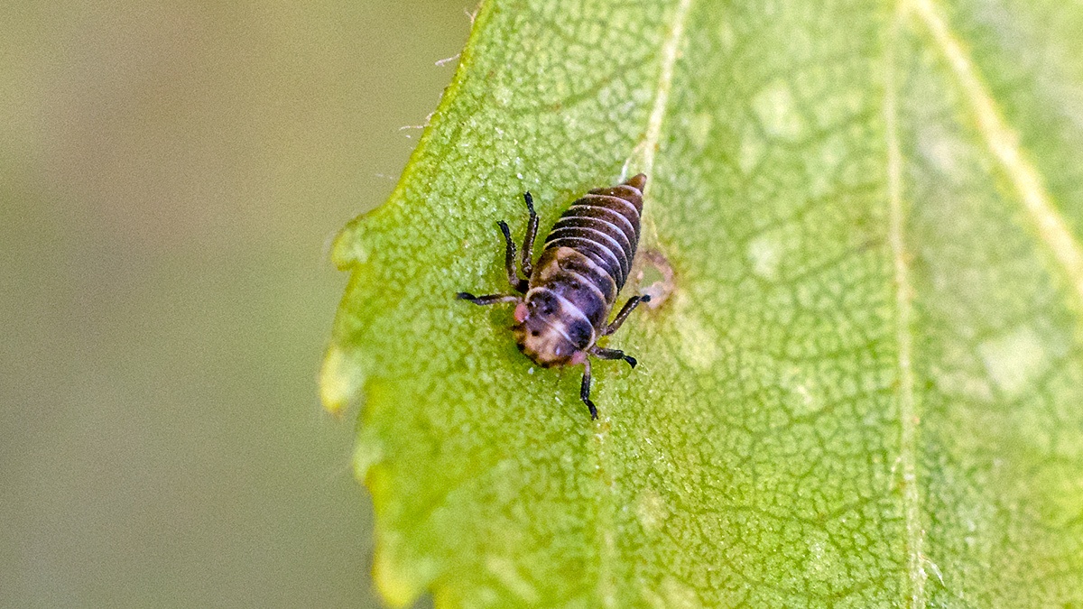 leafhopper [Oncopsis flavicollis/subangulata]