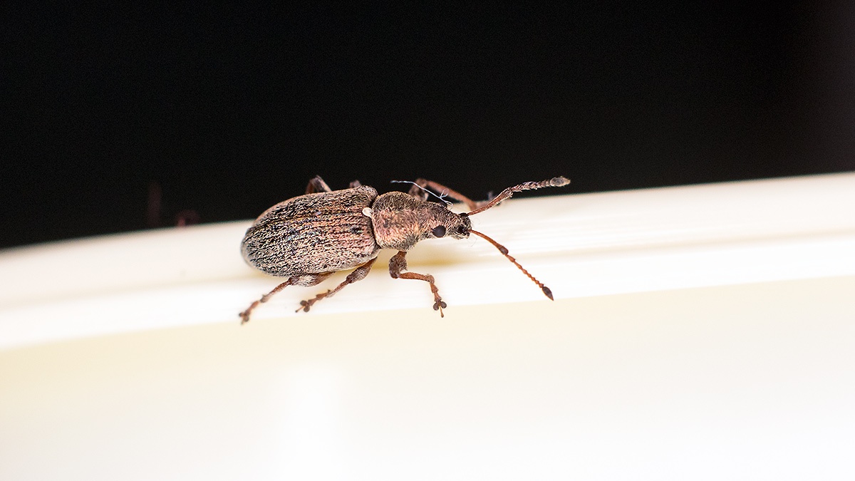 Common Leaf Weevil [Phyllobius pyri]