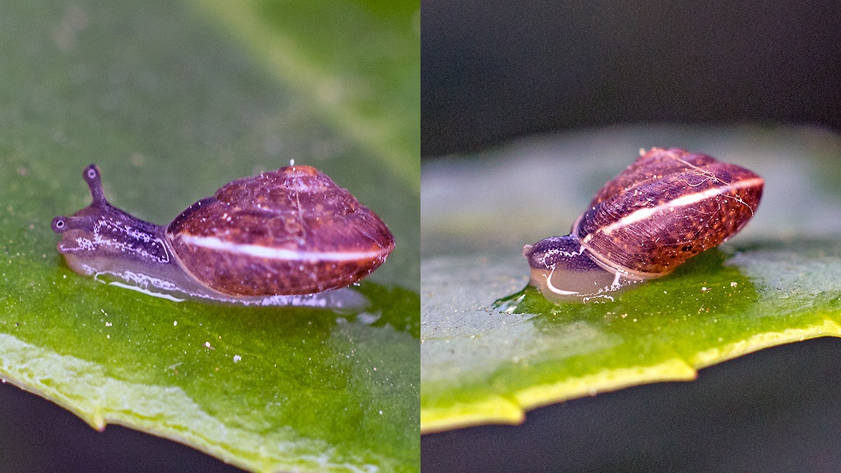 Girdled Snail [Hygromia cinctella]