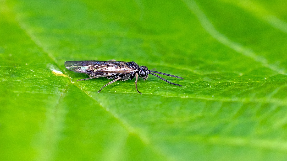 Pallid Buttercup Sawfly [Monophadnus pallescens]