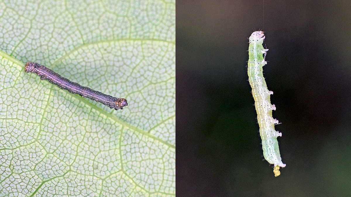 caterpillars [unidentified]