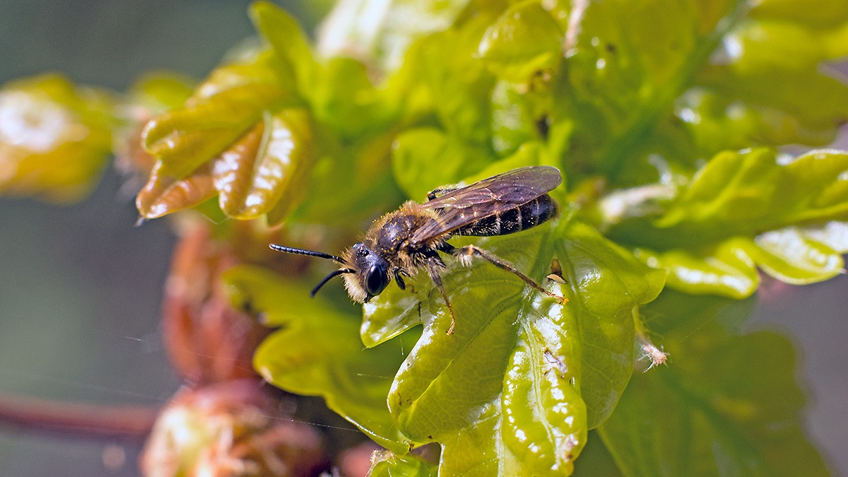 Tawny Mining Bee [Andrena fulva]