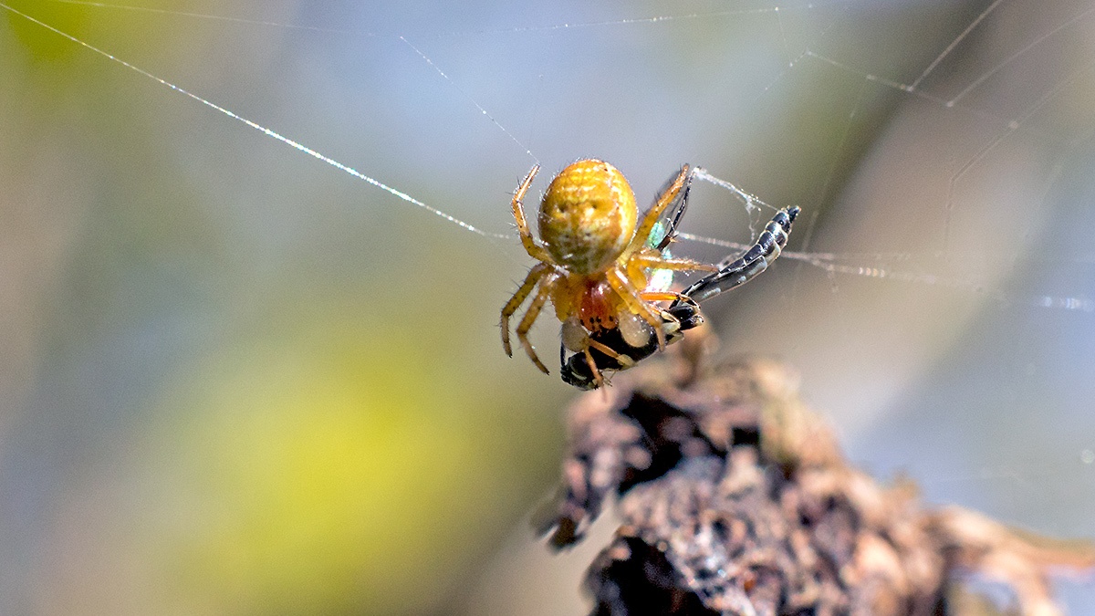 Orb-weaver spider [Araniella sp.]