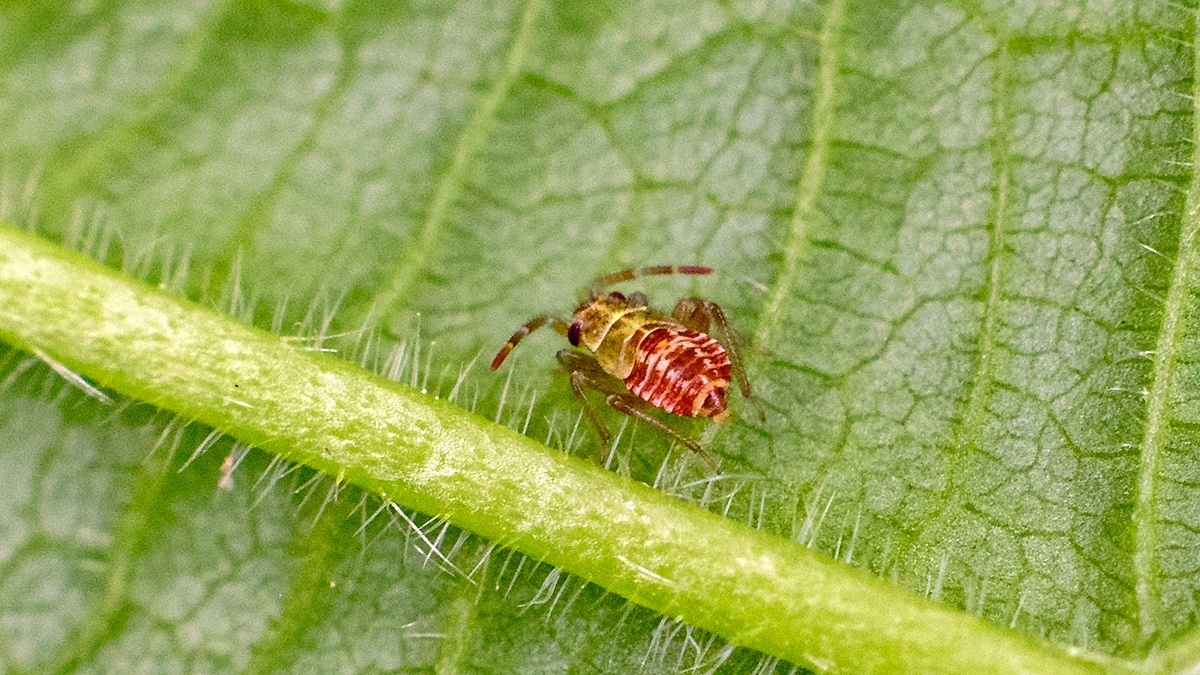 Hemipteran nymph [unidentified]
