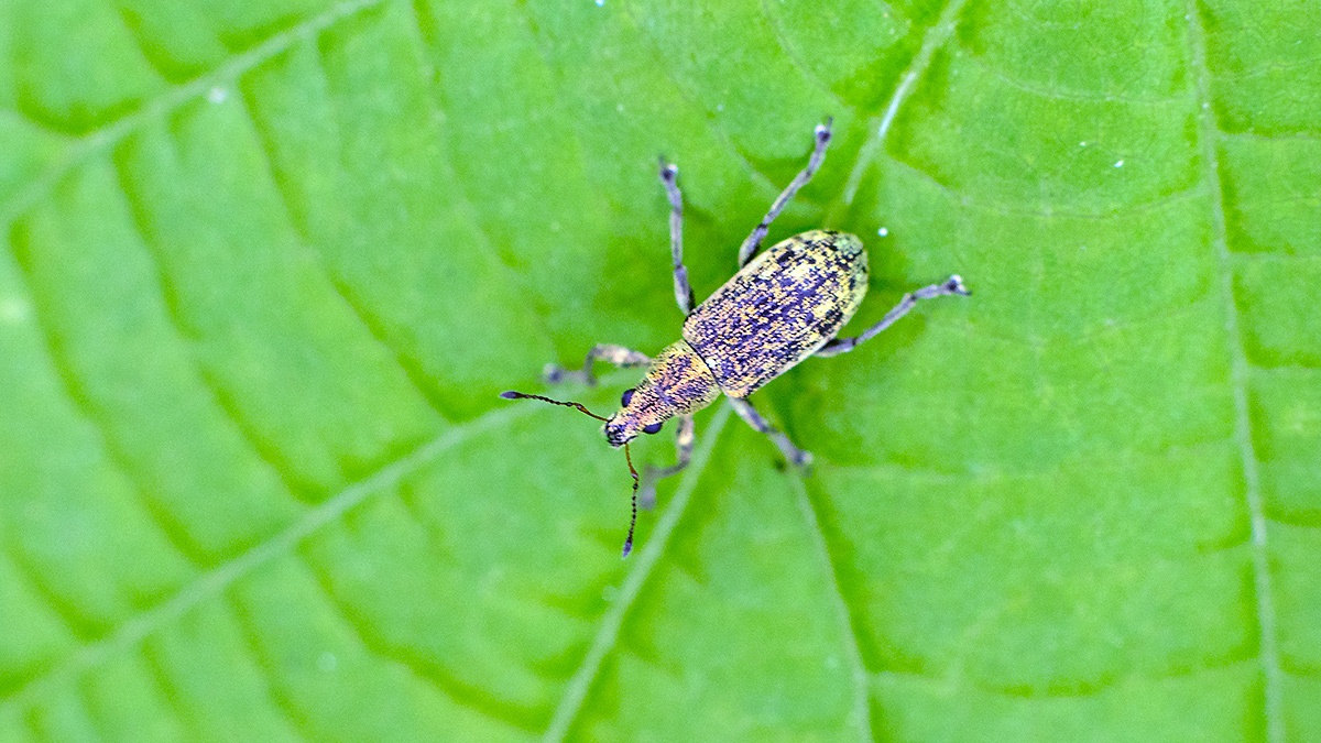 Deer Broad-nosed Weevil [Polydrusus cervinus]
