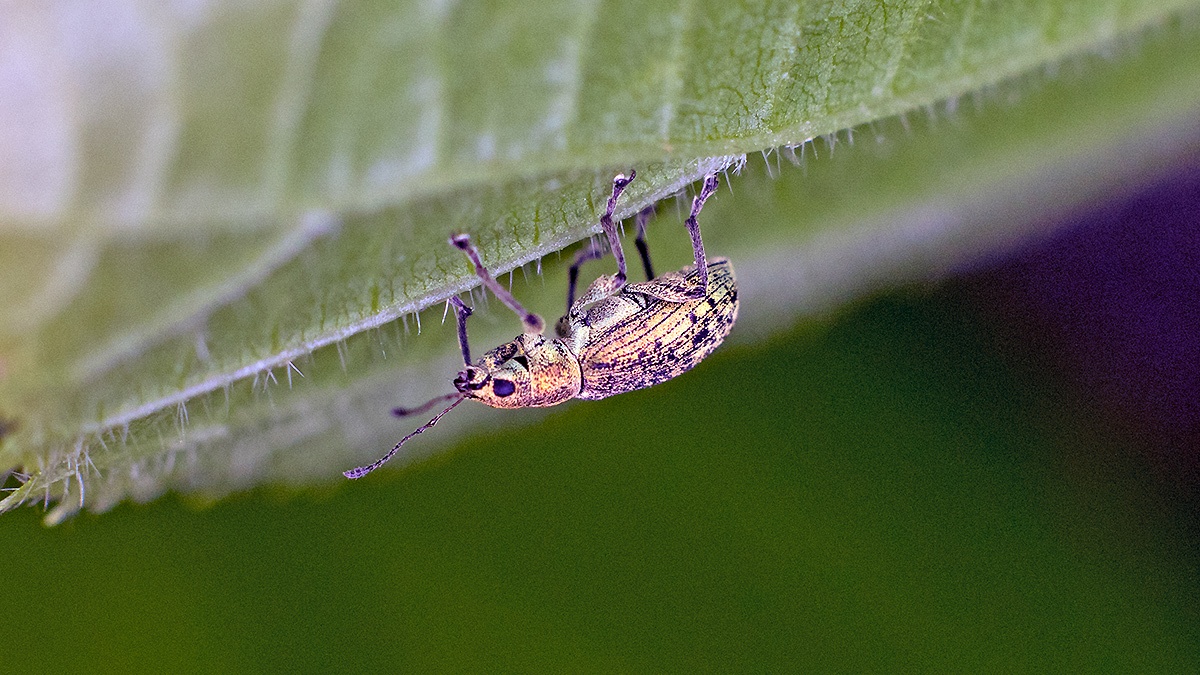Deer Broad-nosed Weevil [Polydrusus cervinus]