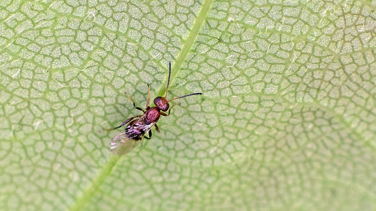 Parasitic wasp [unidentified]