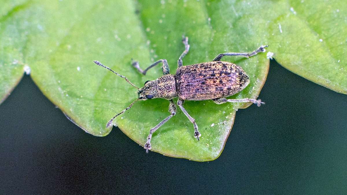 Deer Broad-nosed Weevil [Polydrusus cervinus]