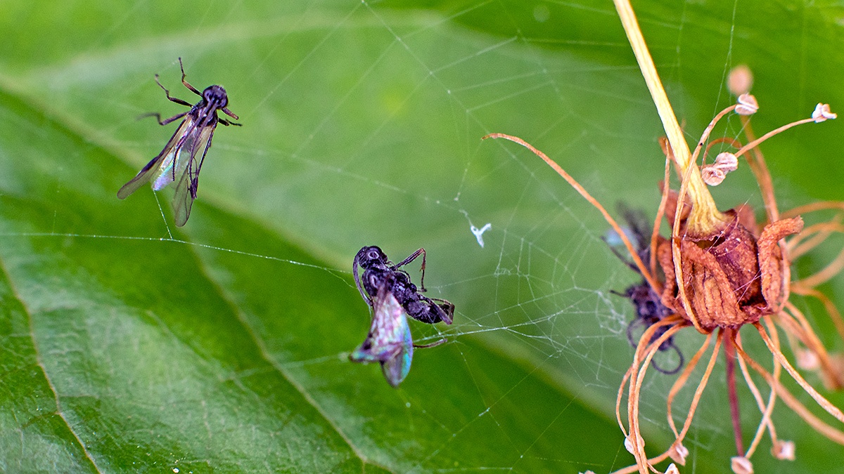 parasitic wasps caught in spider’s web