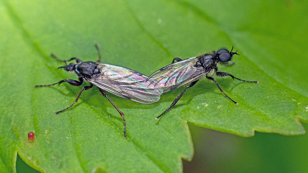 White-winged Bibio [Bibio leucopterus]